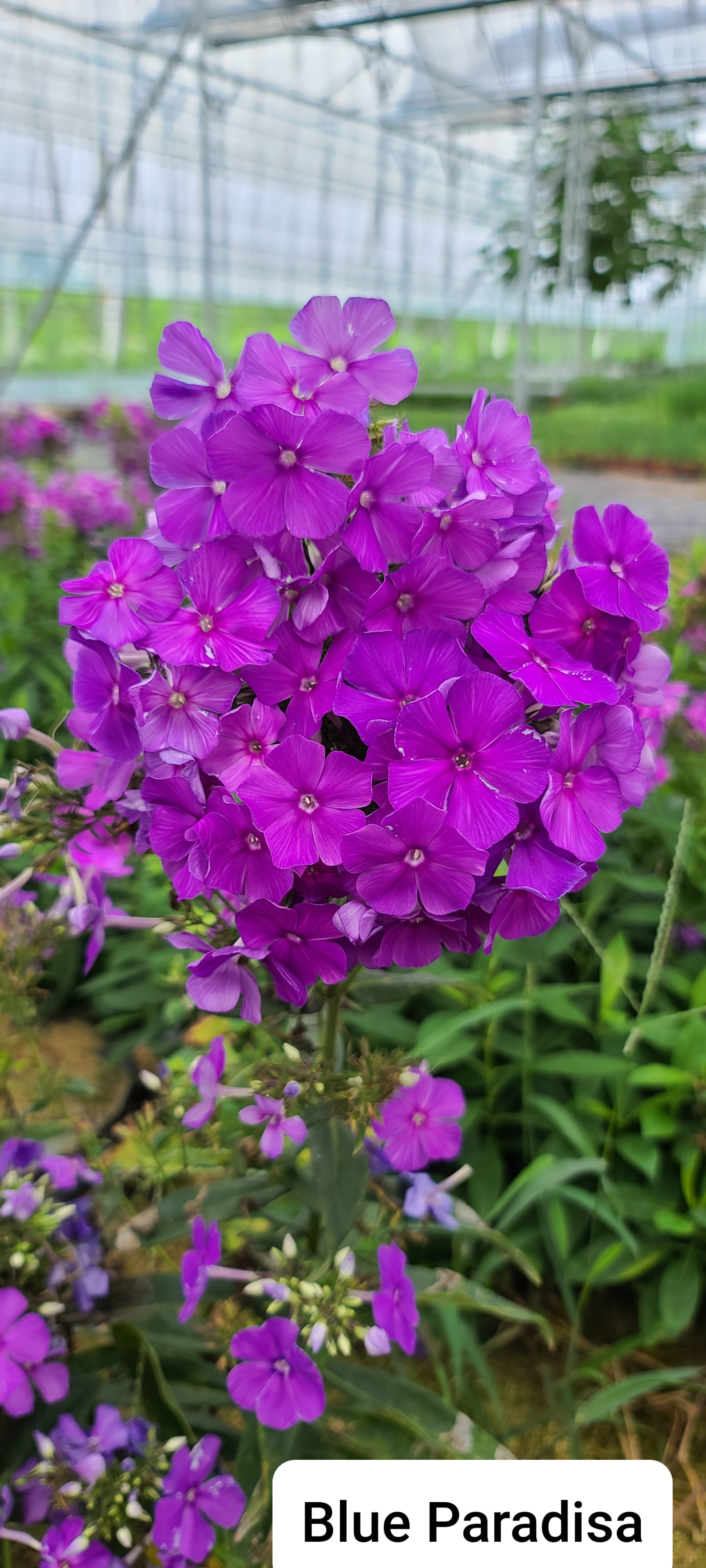 Phlox paniculata 'Blue Paradise'